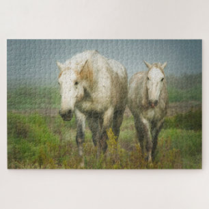 Weiße Pferde der Camargue auf dem Feld