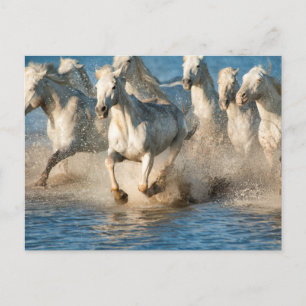 Weiße Pferde der Camargue, Frankreich Postkarte