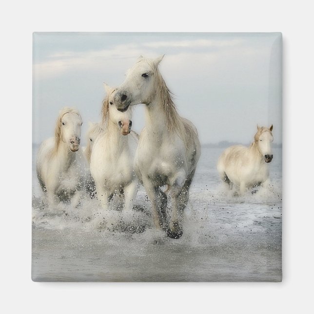 Weiße Pferde Galopp auf Beach Magnet (Vorne)