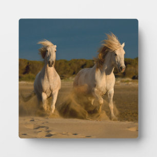 Weiße Pferde laufen am Strand Camargue, Frankrei Fotoplatte