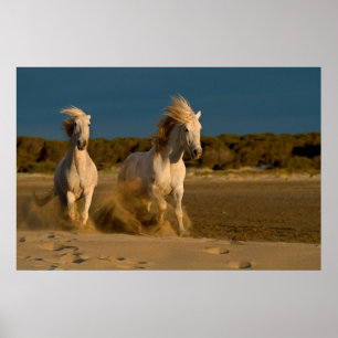 Weiße Pferde laufen am Strand Camargue, Frankrei Poster