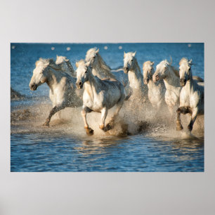 Weiße Pferde von Camargue, Frankreich Poster