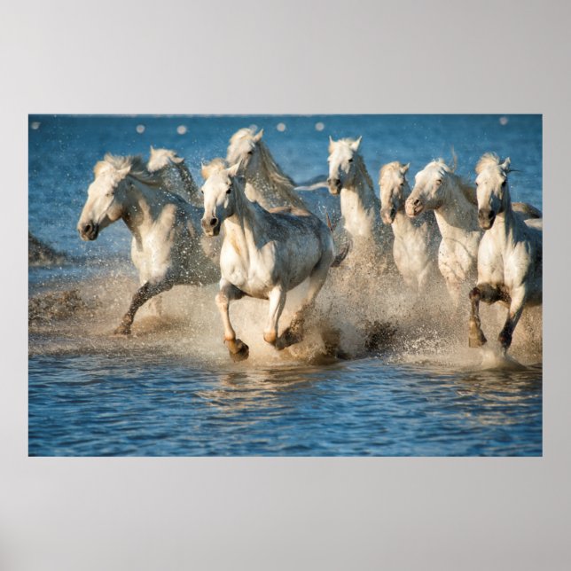 Weiße Pferde von Camargue, Frankreich Poster (Vorne)