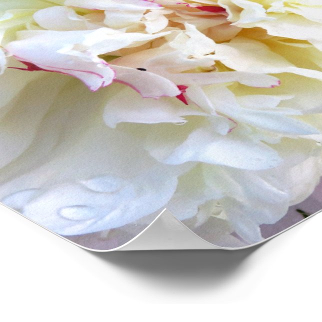 Weiße Pfingstrose mit rosa Tönung Poster (Ecke)