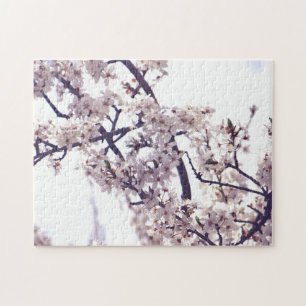 Weiße Pflaume Blossom Frühlingsbaum Natur Fotograf