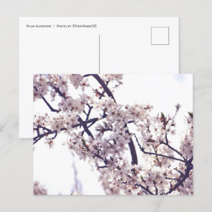 Weiße Pflaume Blossom Frühlingsbaum Natur Fotograf Postkarte