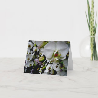 Weiße Phalaenopsis-Orchidee Notecard Karte