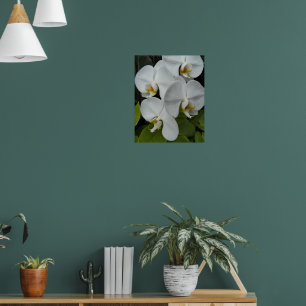 Weiße Phalaenopsis-Orchideen Blumen Poster