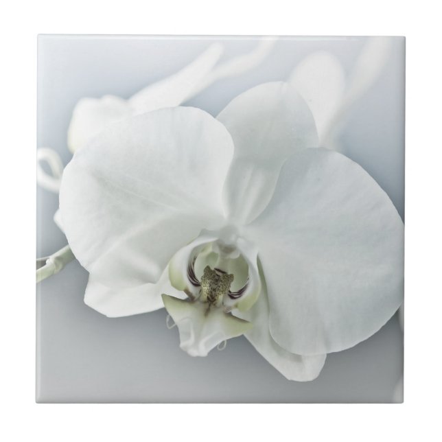 Weiße Phaleonopsis Orchid Fliese (Vorderseite)