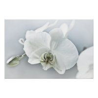 Weiße Phaleonopsis Orchid