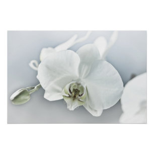 Weiße Phaleonopsis Orchid Poster