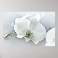 Weiße Phaleonopsis Orchid