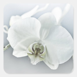 Weiße Phaleonopsis Orchid Quadratischer Aufkleber