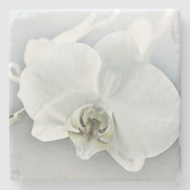 Weiße Phaleonopsis Orchid Steinuntersetzer (Vorderseite)