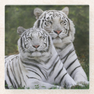 Weiße Phase, Bengal Tiger, Tigris Glasuntersetzer