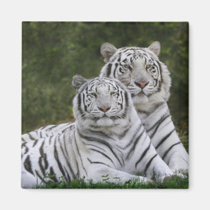 Weiße Phase, Bengal Tiger, Tigris Magnet