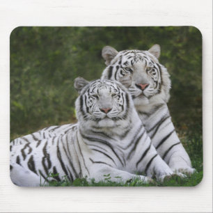 Weiße Phase, Bengal Tiger, Tigris Mousepad