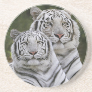 Weiße Phase, Bengal Tiger, Tigris Sandstein Untersetzer