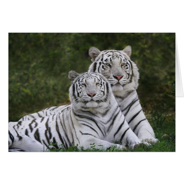 Weiße Phase, Bengalischer Tiger, Tigris (Vorderseite (Horizontal))