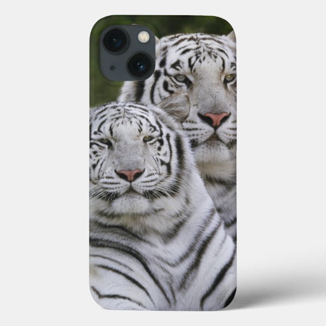 Weiße Phase, Bengalischer Tiger, Tigris Case-Mate iPhone Hülle (Rückseite)