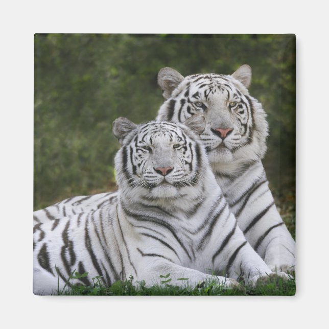 Weiße Phase, Bengalischer Tiger, Tigris Magnet (Vorne)