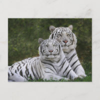 Weiße Phase, Bengalischer Tiger, Tigris