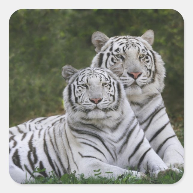 Weiße Phase, Bengalischer Tiger, Tigris Quadratischer Aufkleber (Vorderseite)