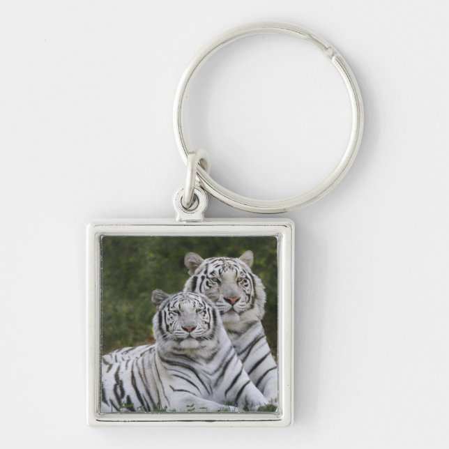 Weiße Phase, Bengalischer Tiger, Tigris Schlüsselanhänger (Vorne)