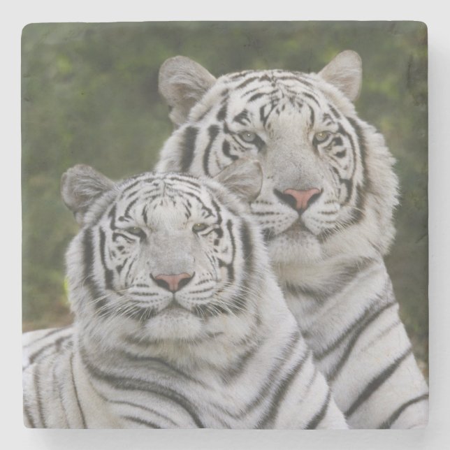 Weiße Phase, Bengalischer Tiger, Tigris Steinuntersetzer (Vorderseite)