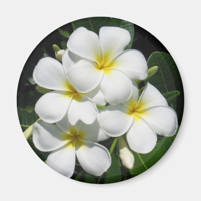 Weiße Plumeria auf Magnet (Vorne)