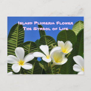 Weiße Plumeria Blume Hawaiianische Postkarte