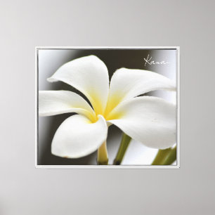 Weiße Plumeria-Blüte Kauai (von mir fotografiert) Leinwanddruck