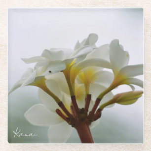 Weiße Plumeria-Blüten Kauai (von mir aufgenommen) Glasuntersetzer