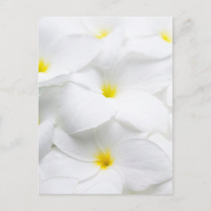 Weiße Plumeria Frangipani Hawaiianische tropische Postkarte