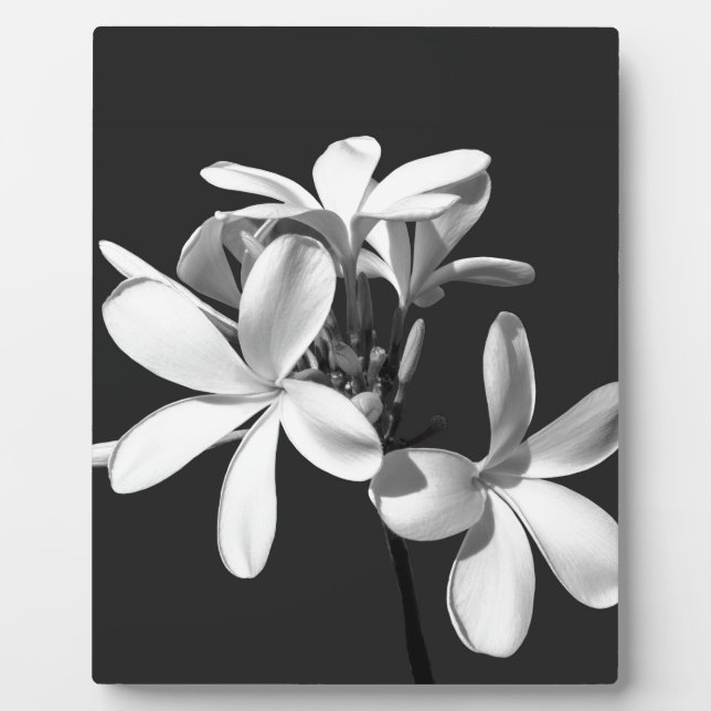 Weiße Plumeria in voller Blüte Fotoplatte (Vorderseite)