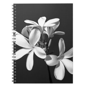 Weiße Plumeria in voller Blüte Notizblock