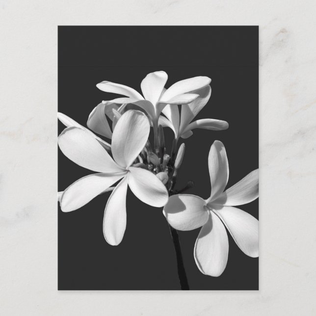Weiße Plumeria in voller Blüte Postkarte (Vorderseite)
