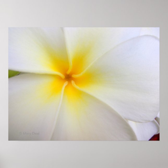 Weiße Plumeria Poster (Vorne)