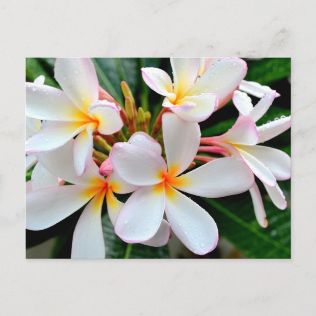 Weiße Plumeria Postkarte (Vorderseite)