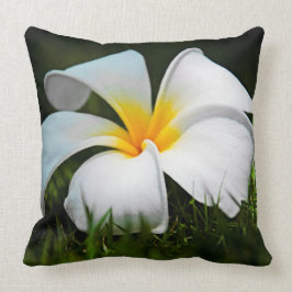 Weiße Plumeriafrangipani-Hawaii-Blume Kissen