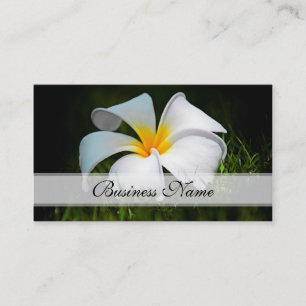 Weiße Plumeriafrangipani-Hawaii-Blumen Visitenkarte