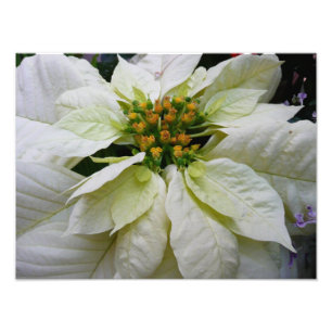Weiße Poinsettia Elegante Weihnachtsfeier Floral Fotodruck