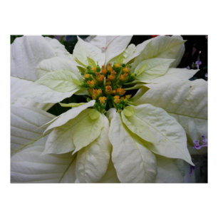 Weiße Poinsettia Elegante Weihnachtsfeier Floral Poster