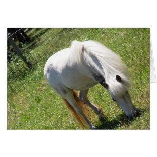 Weiße Pony-Weide auf Feldkarte, innen leer