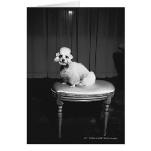 Weiße Poodle sitzend auf Hocker B&W