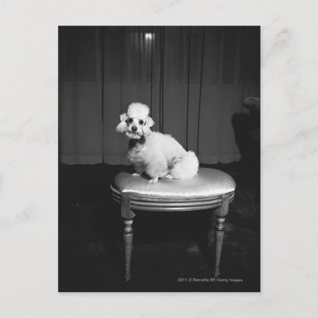 Weiße Poodle sitzend auf Hocker B&W Postkarte (Vorderseite)