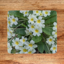 Weiße Primrosen mit gelben Zentren, blorfarbig