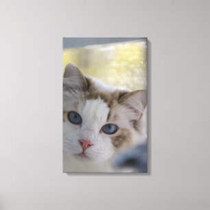Weiße Ragdoll-Katze in Leinwandverpackung Leinwanddruck