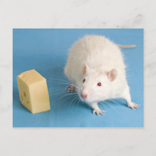 Weiße Rattenkäse mit Postkarte