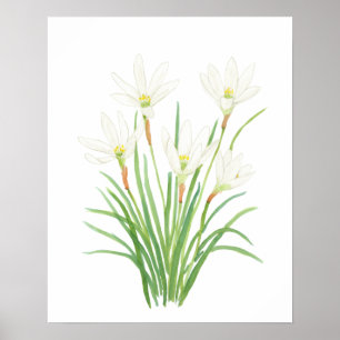 weiße Regenlilie Aquarell Blumen Poster